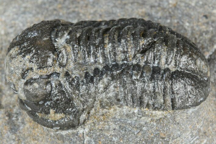 Bargain, Detailed Gerastos Trilobite Fossil - Morocco #363948